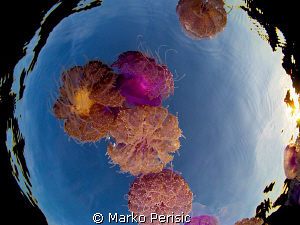 Bouquet by Marko Perisic 
